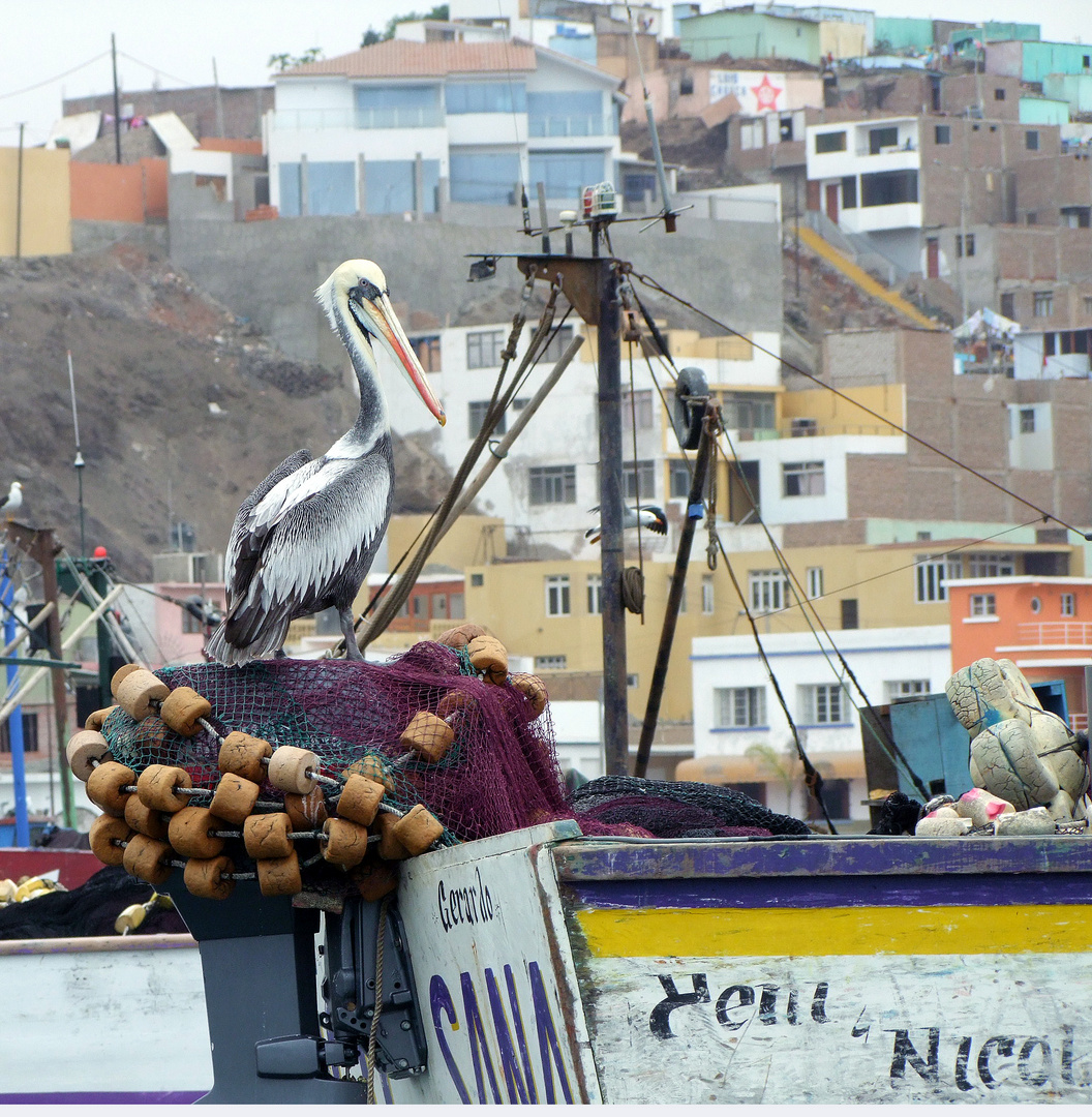 Pelikan in Pucusana, Peru