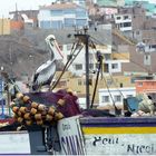 Pelikan in Pucusana, Peru