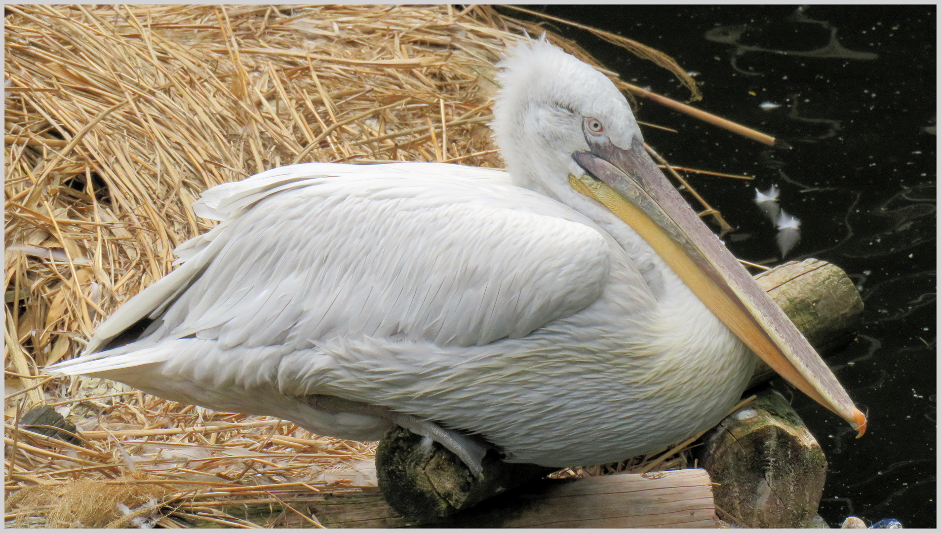 Pelikan in Ruhe