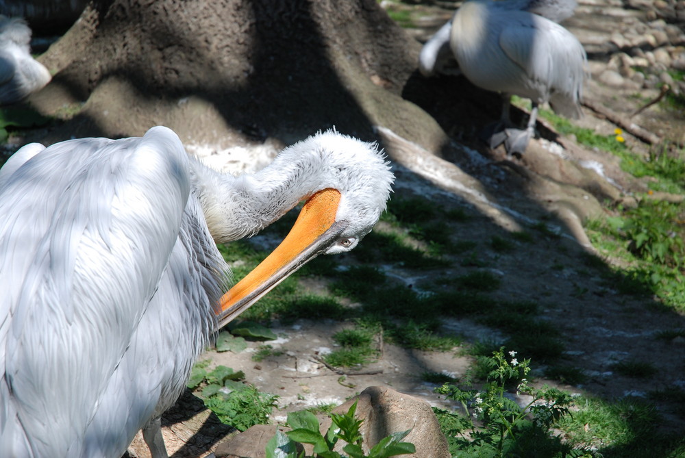 Pelikan in Schönbrunn