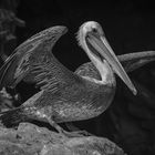 Pelikan in SW