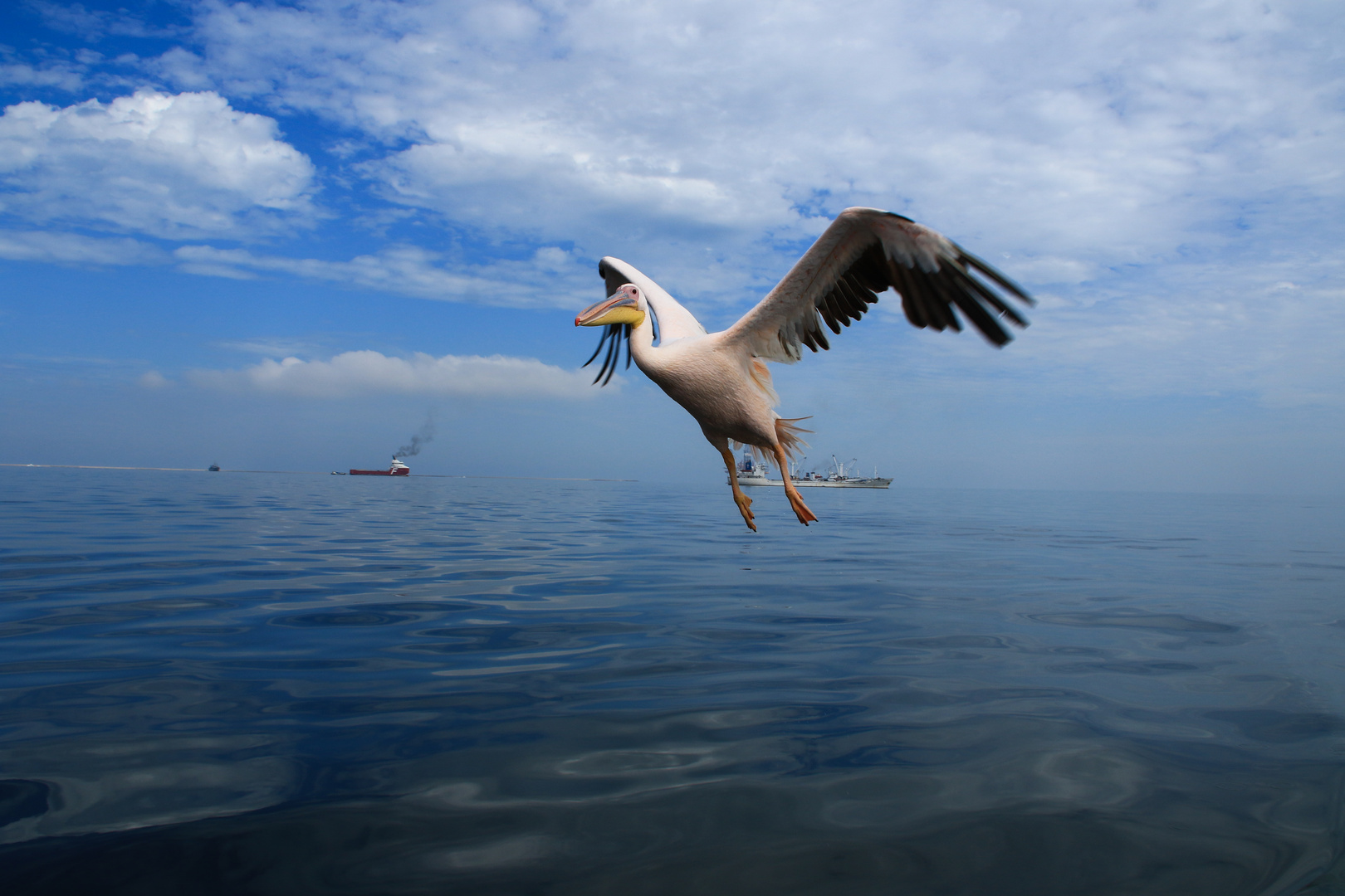 Pelikan in Walfis Bay