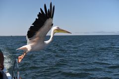 Pelikan in Walvis Bay