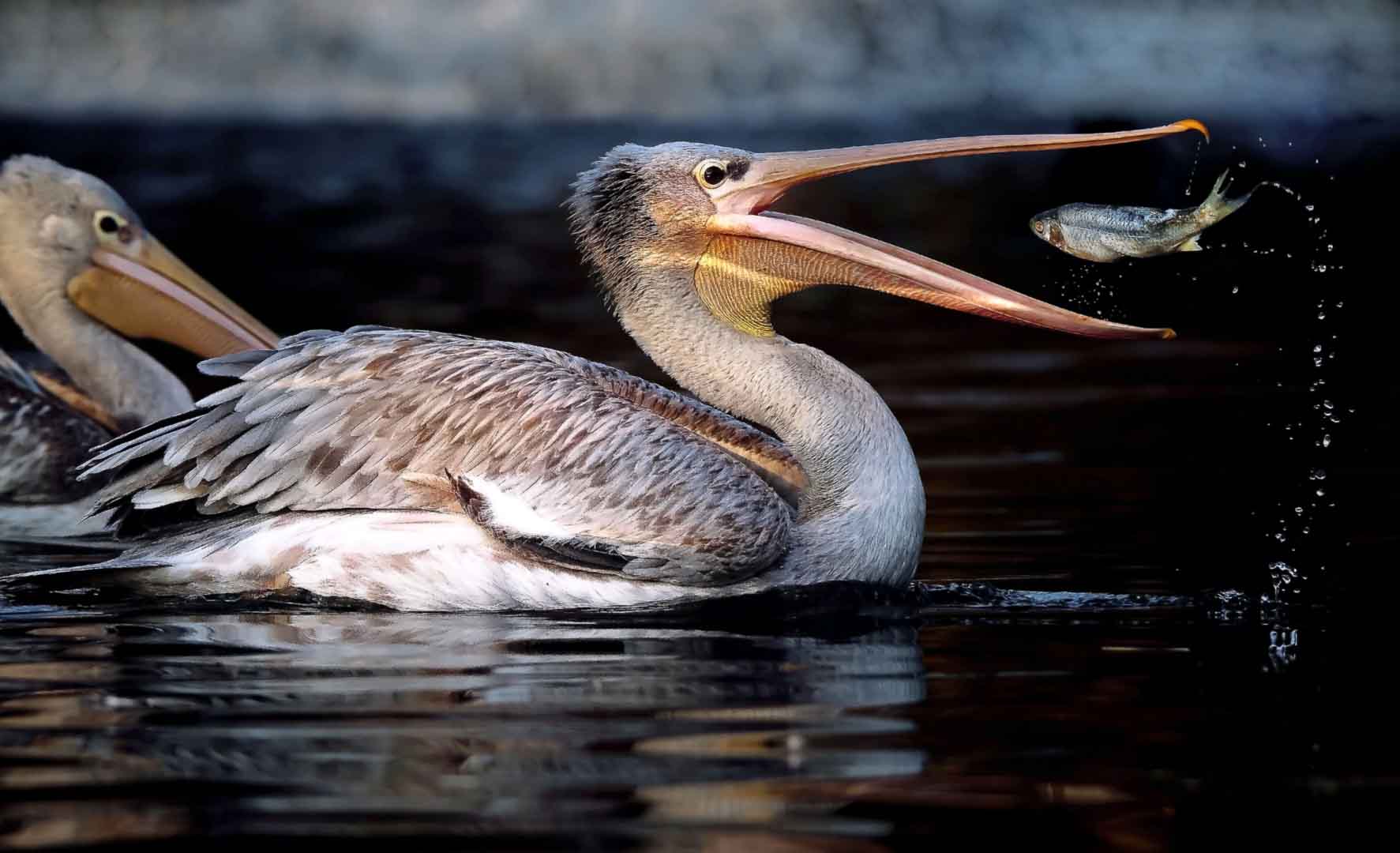 Pelikan jongliert mit Fisch