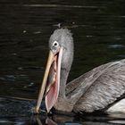 Pelikan kämpft mit seinem Fisch