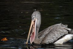Pelikan kämpft mit seinem Fisch