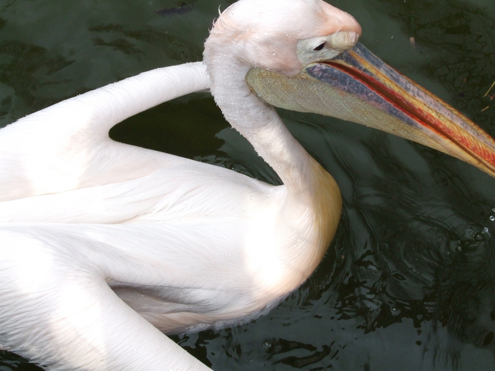 Pelikan - kein Schwan