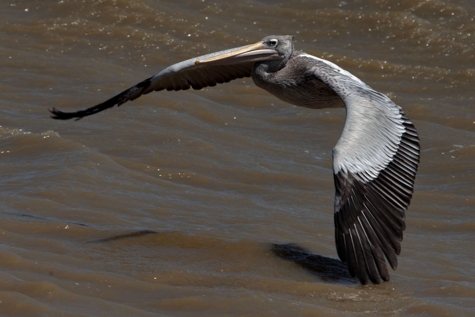 Pelikan kurz vor Wasserlandung