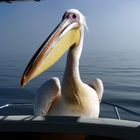 Pelikan landete auf dem Boot. Walvis Bay. Namibia.