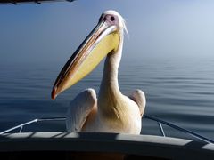 Pelikan landete auf dem Boot. Walvis Bay. Namibia.