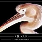 Pelikan-leuchtend