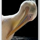 Pelikan - mal im richtigen Licht