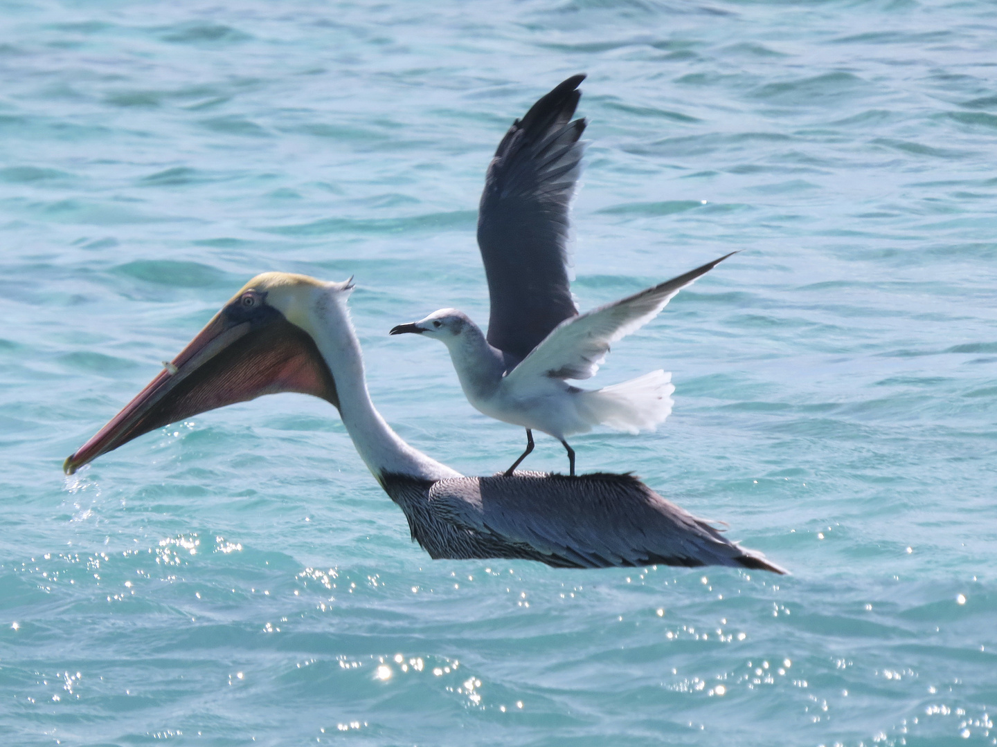 Pelikan mit Besuch