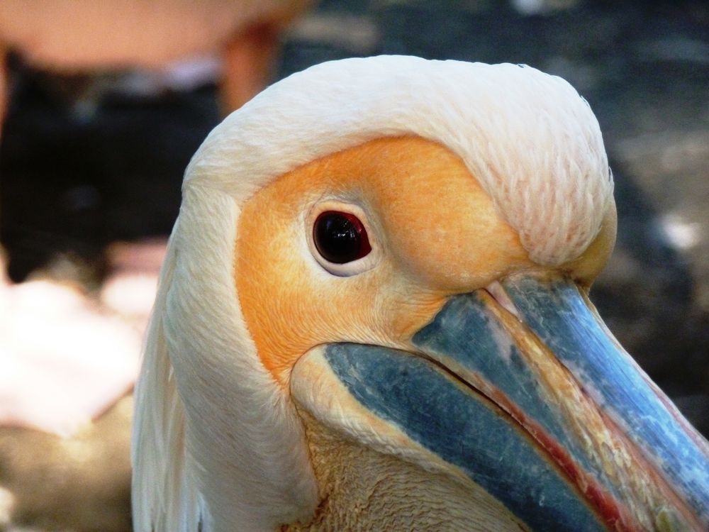Pelikan mit Blickkontakt