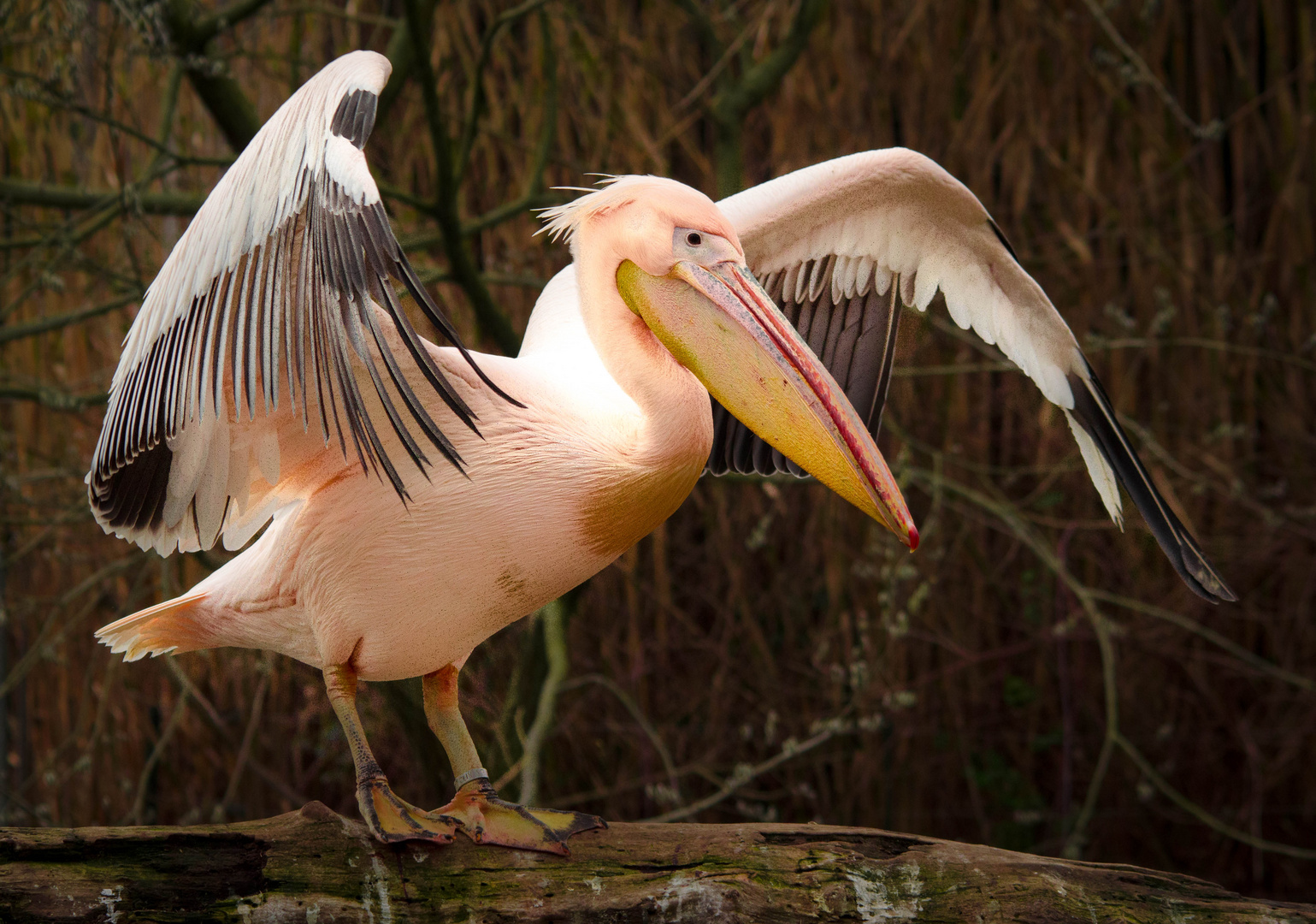 Pelikan mit Drohgebärde