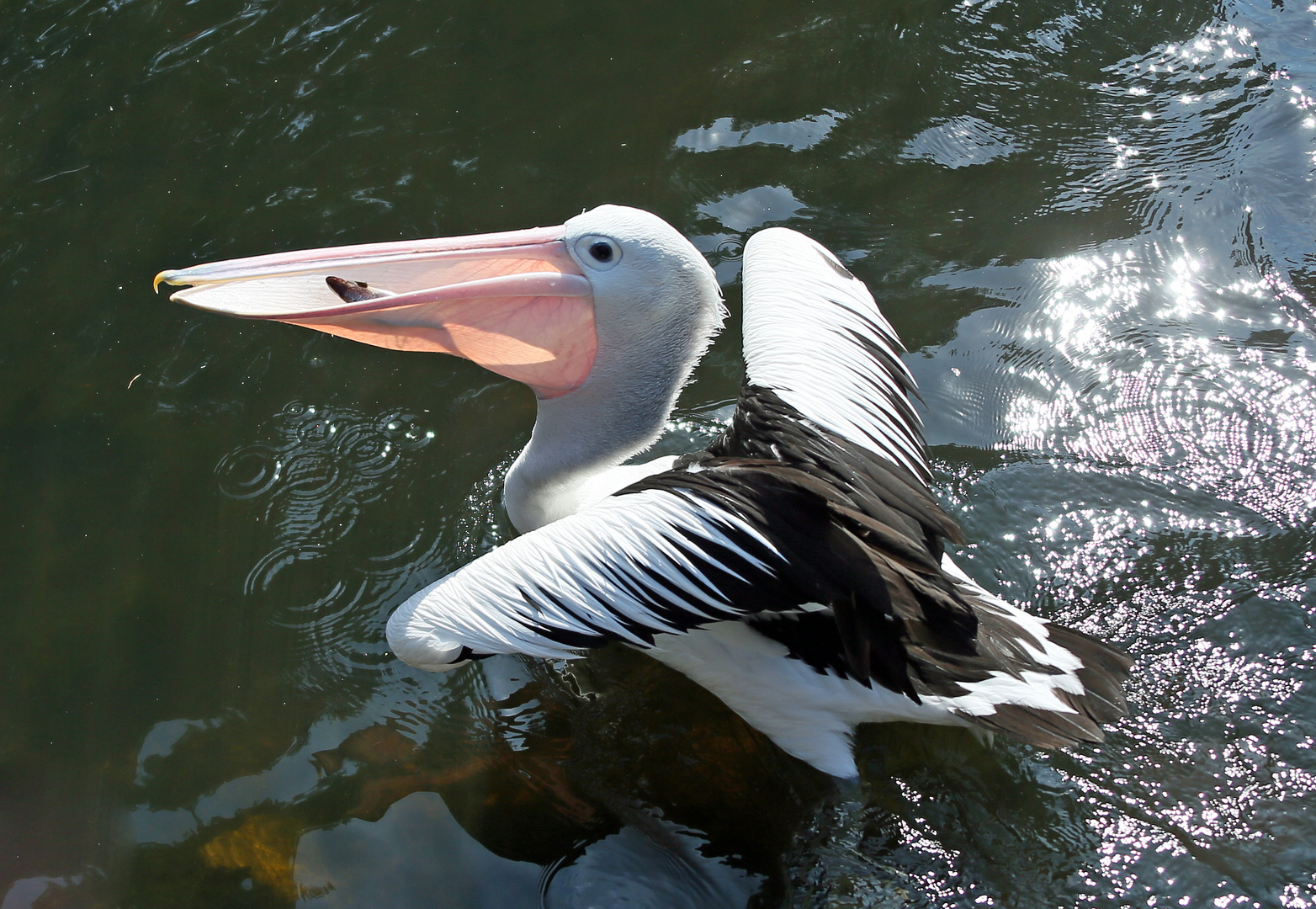 Pelikan mit Fisch