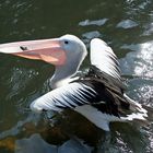 Pelikan mit Fisch