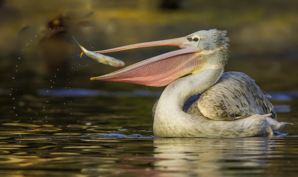 Pelikan mit Fisch 