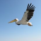 Pelikan mit Fuss und Flügel