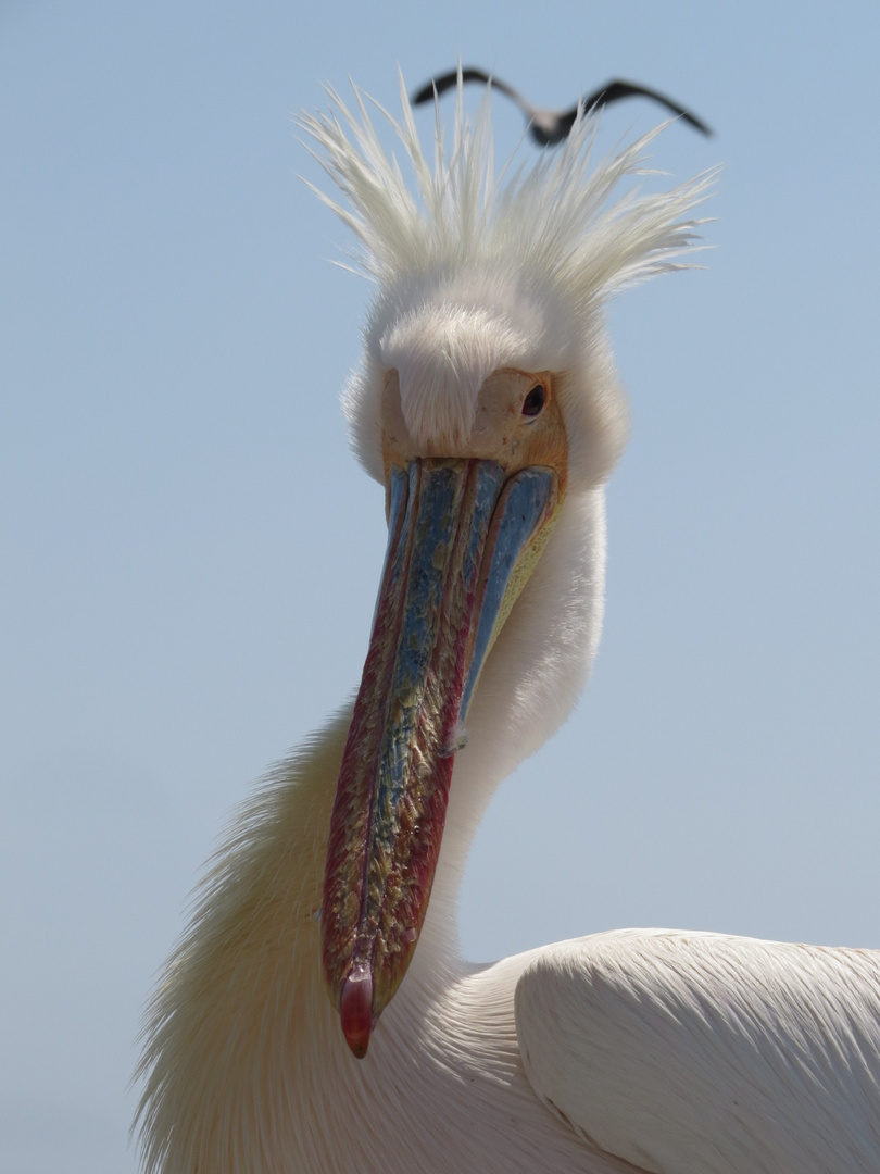 Pelikan mit Rückenwind- Frisur