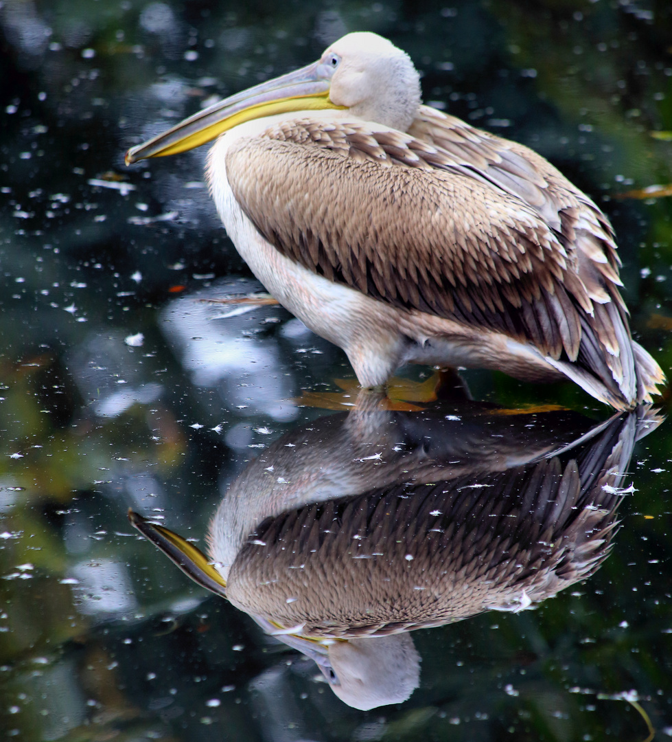 Pelikan mit Spiegelbild