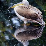 Pelikan mit Spiegelbild