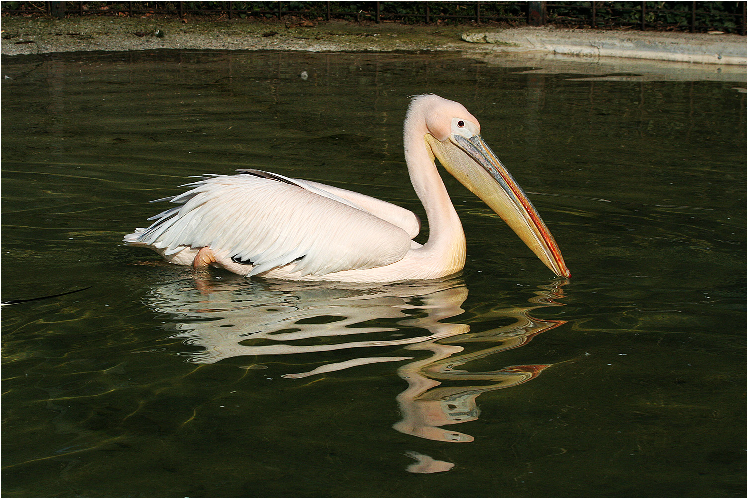 Pelikan mit Spiegelung