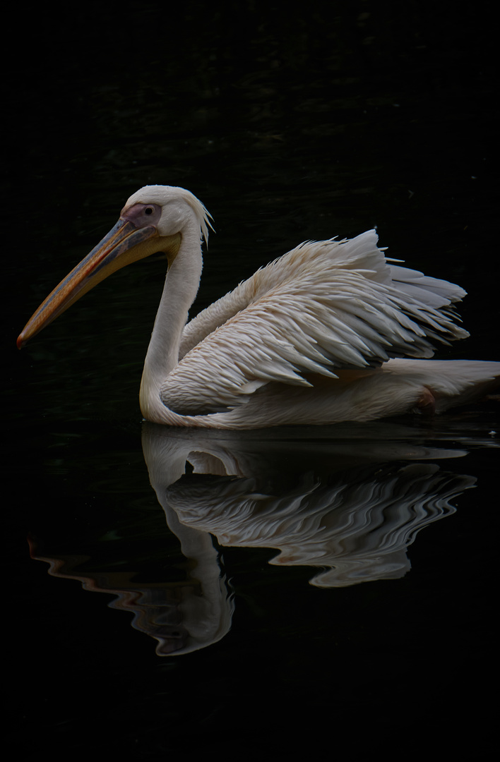 Pelikan mit Spiegelung