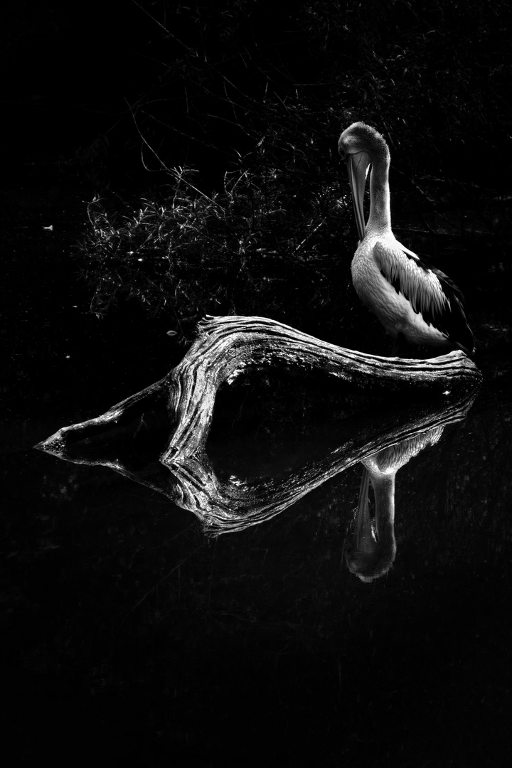 Pelikan mit Spiegelung
