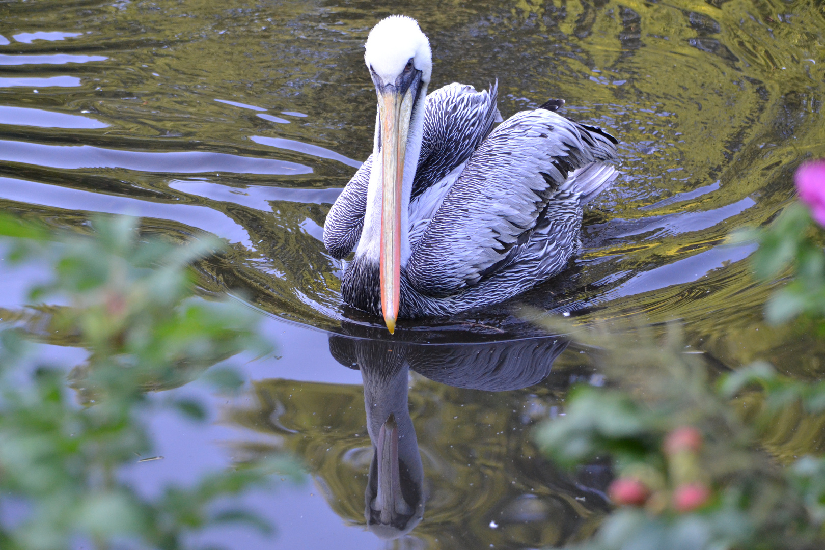 Pelikan mit Wasserspiegelung