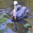 Pelikan mit Wasserspiegelung