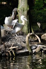 Pelikan - Mutter mit Nachwuchs - erste Flugversuche