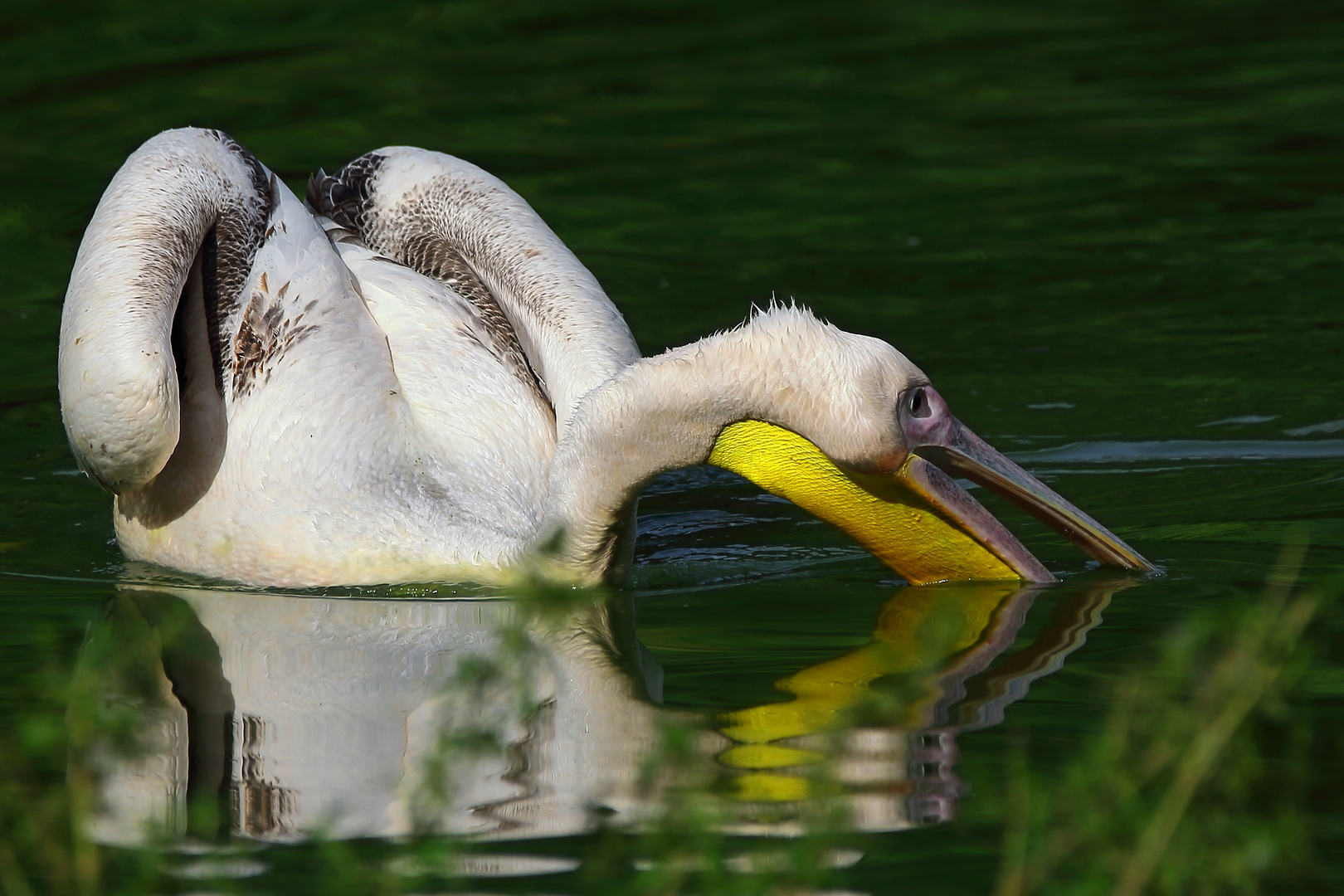 "PELIKAN" - nur welcher?