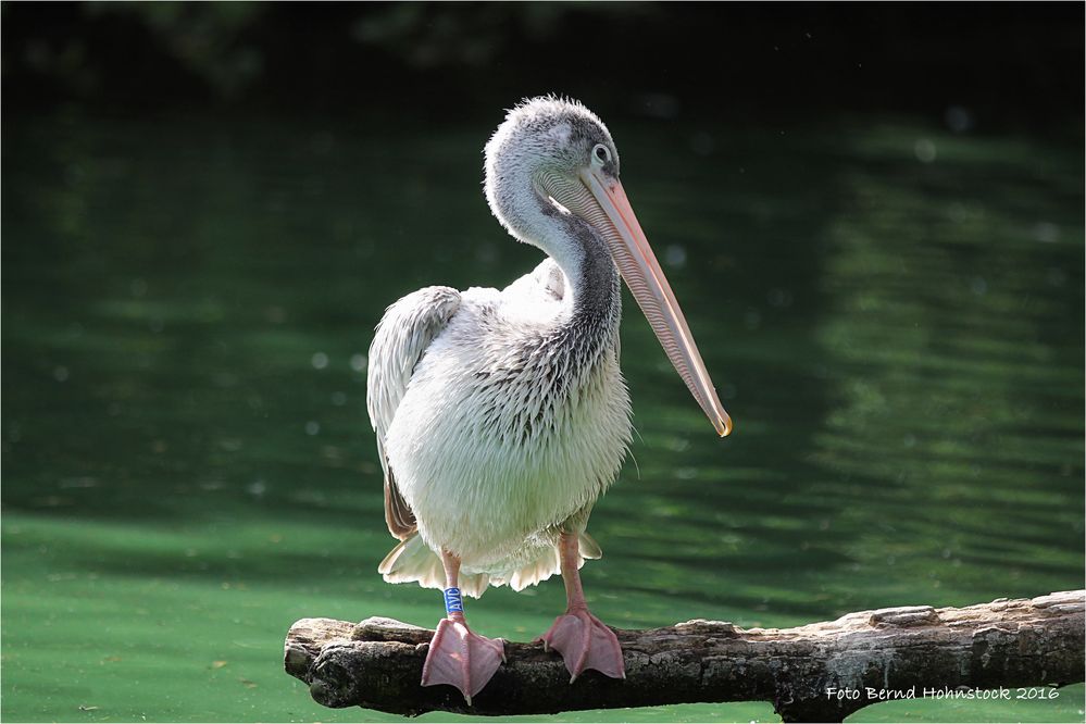 Pelikan .... oder Pelecanidae, Pelecanus