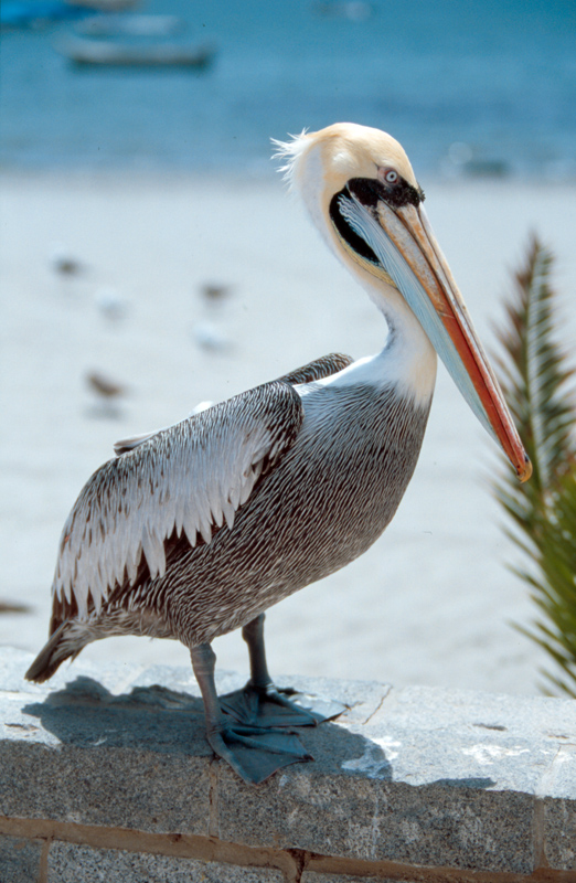 Pelikan on the Beach