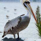 Pelikan on the Beach