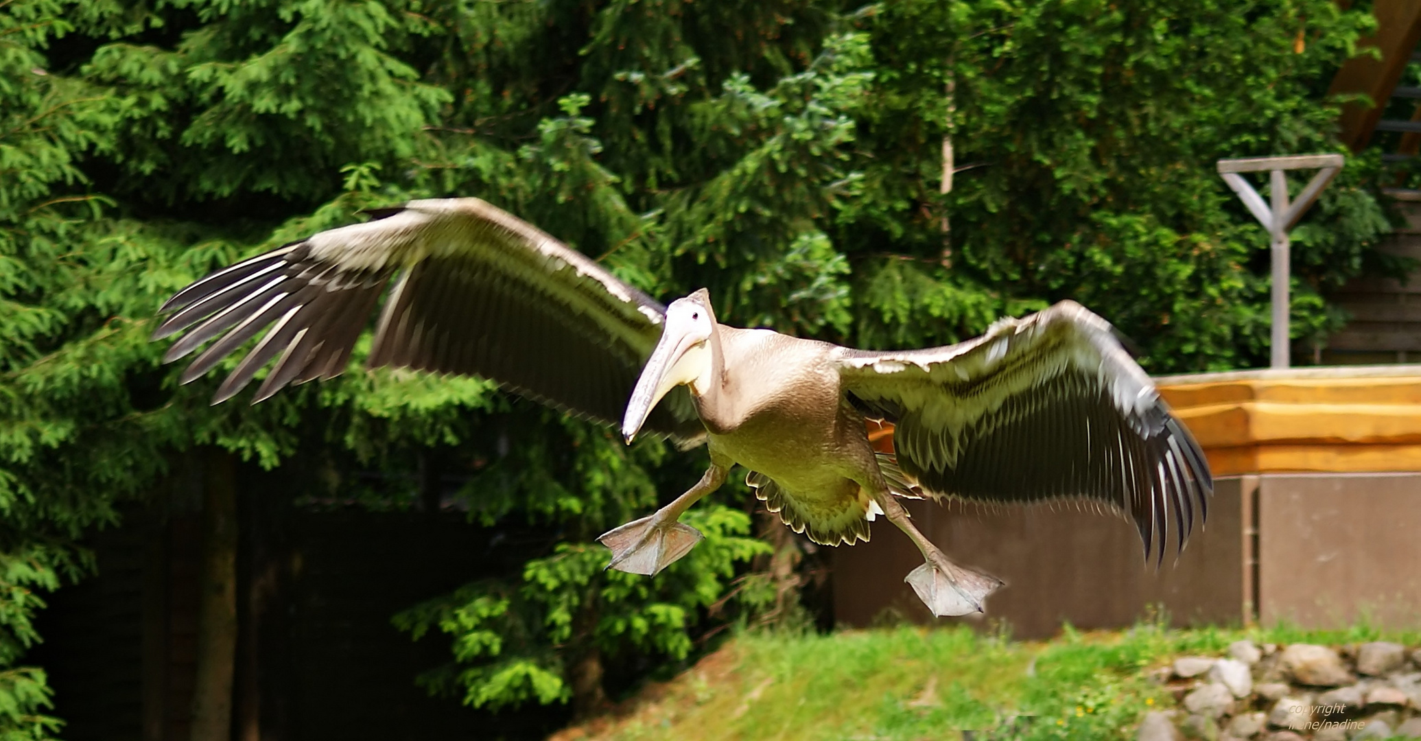 Pelikan PAULA´s Freiflug