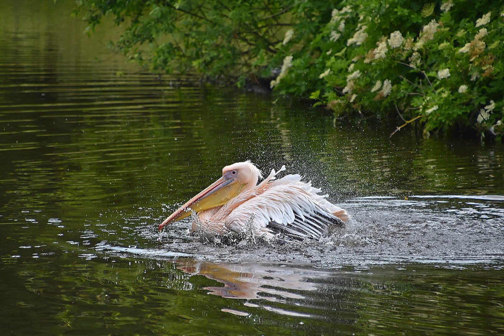 Pelikan (Pelecanidae, Pelecanus)