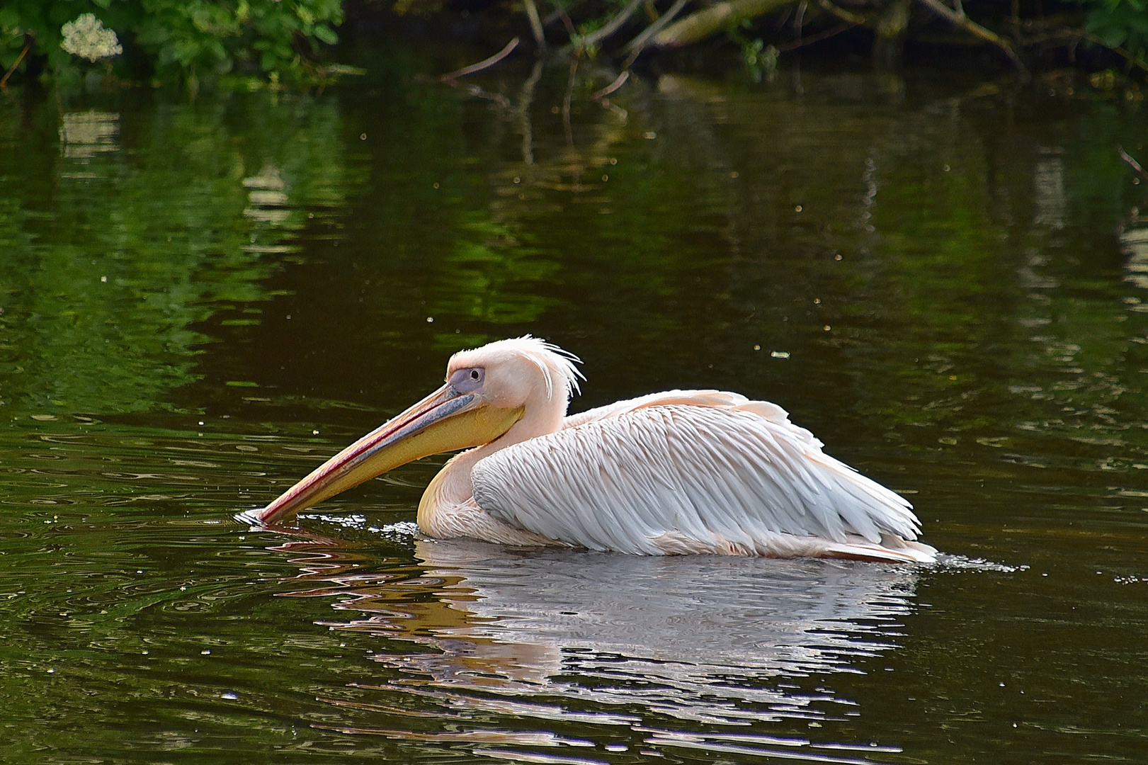 Pelikan (Pelecanidae, Pelecanus)