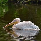 Pelikan (Pelecanidae, Pelecanus)