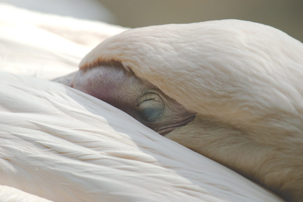 Pelikan pennt im Zoo