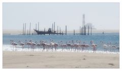 Pelikan Point mit Flamingos