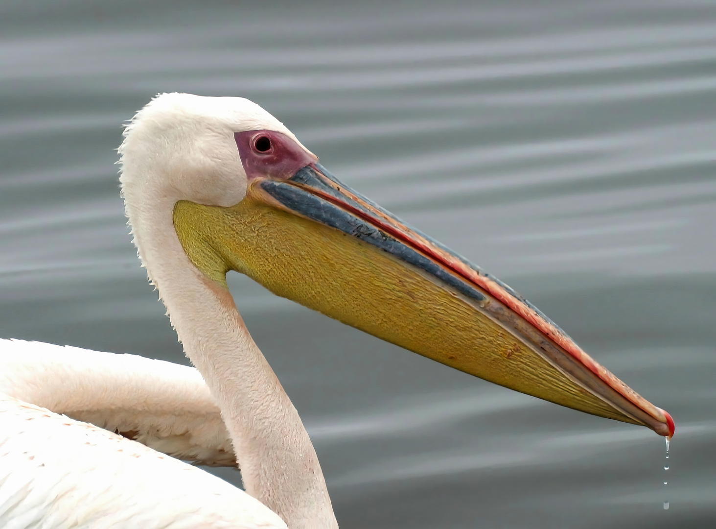 Pelikan Portrait