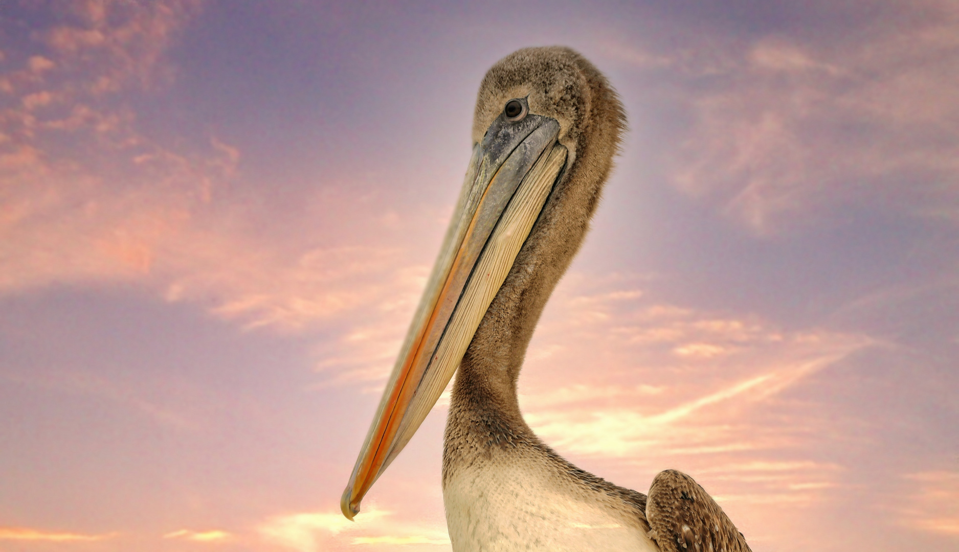 Pelikan-Portrait