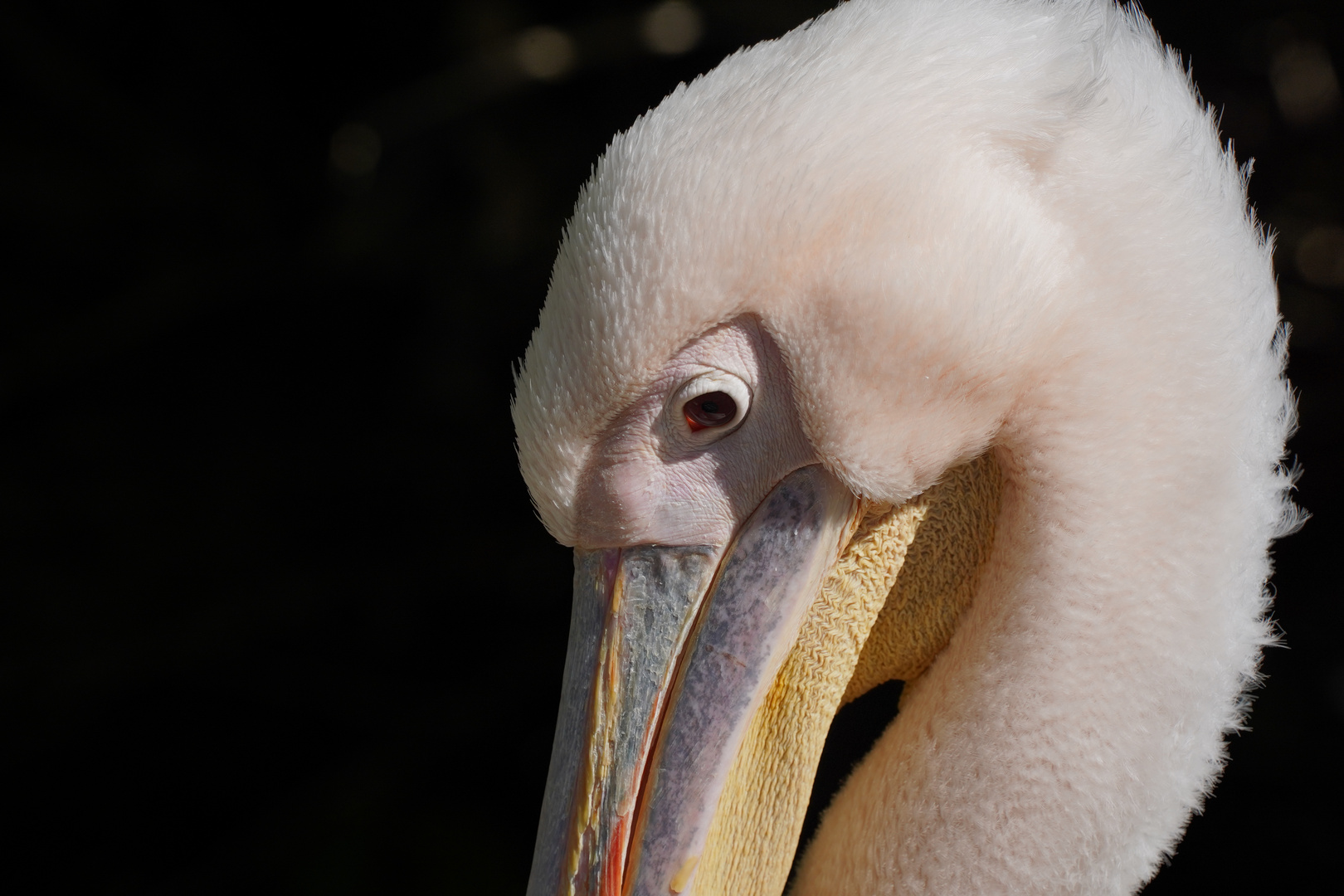 Pelikan Portrait