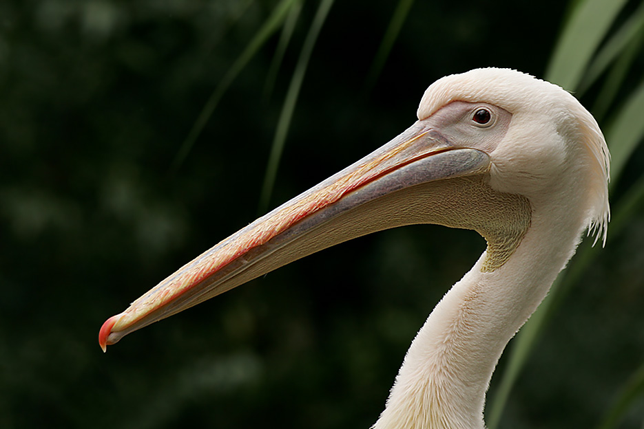 Pelikan-Portrait