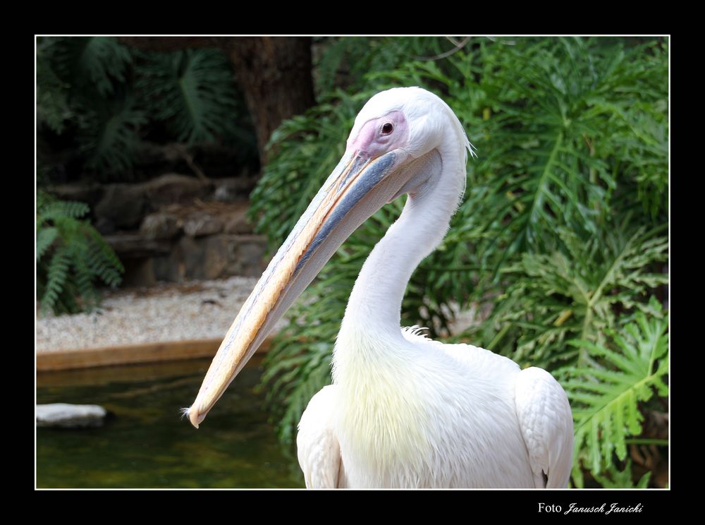 Pelikan Portrait