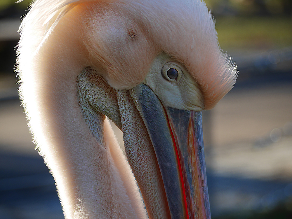 Pelikan-Portrait