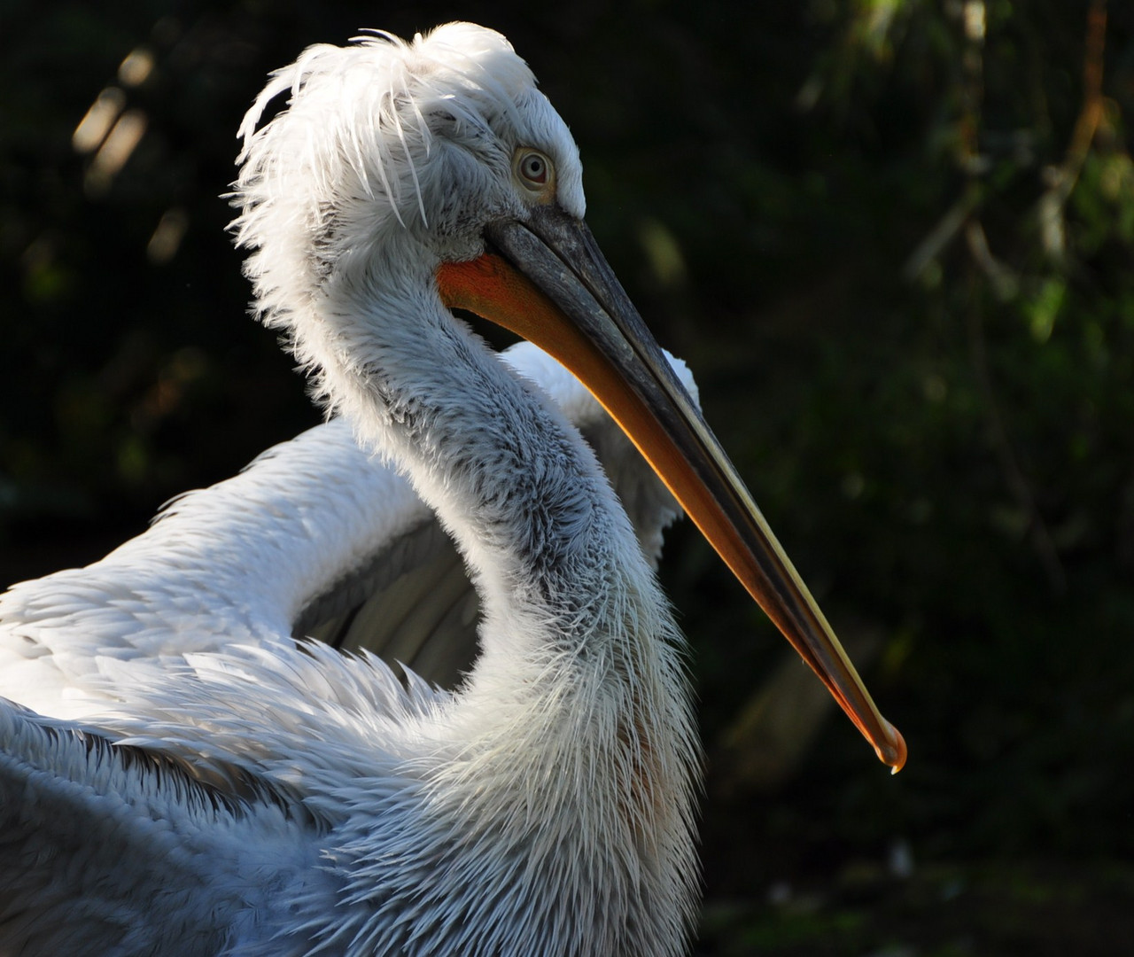 Pelikan Portrait