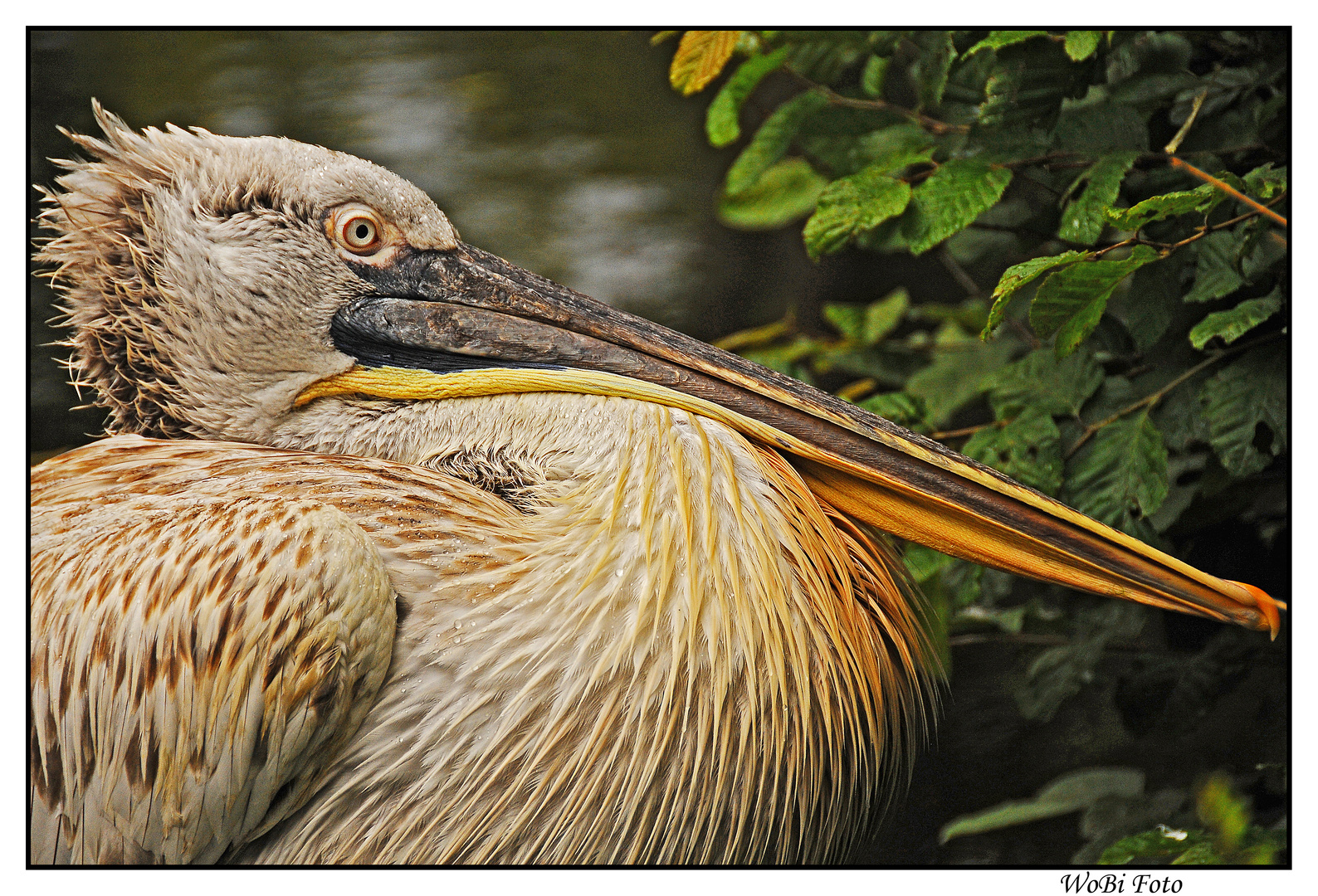 Pelikan-Portrait